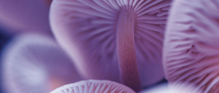 A mysterious kingdom mushrooms 900x426