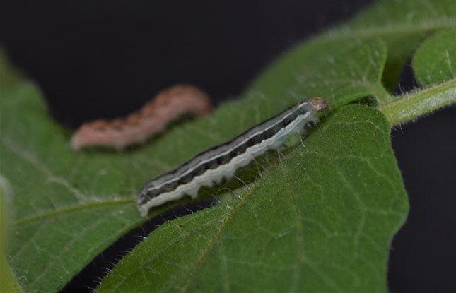 Arsenic-munching caterpillars may ingest poison to prevent being