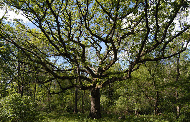 Big oak william cronon 645x415