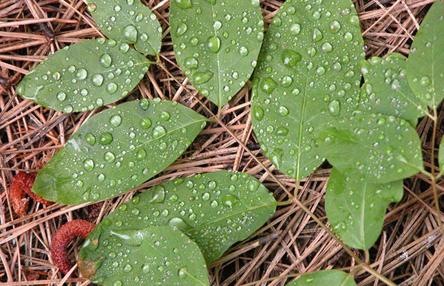 Dew on leaves william cronon 645x415
