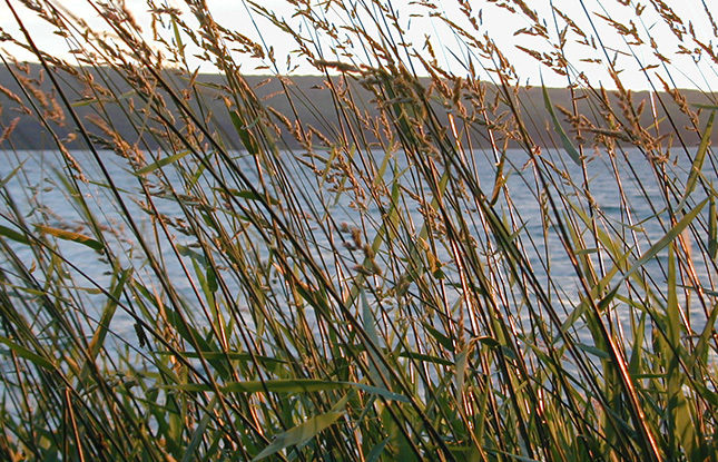 Manitou island grasses william cronon 645x415